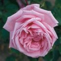 Coral Dawn Potted Rose
