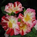 Crazy For You Potted Rose