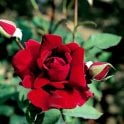 Crimson Glory (Climber) Potted Rose