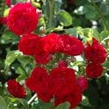 Chevy Chase Potted Rose