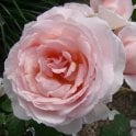 Caroline's Heart Potted Rose