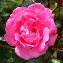 Centenaire De Lourdes Bare Root Rose