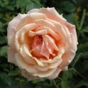 Child Of My Heart Potted Rose