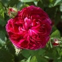 Charles De Mills Potted Rose
