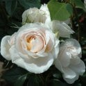 Champagne Moment Potted Rose