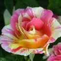 Claude Monet (Bush) Potted Rose