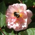 Cornelia Potted Rose