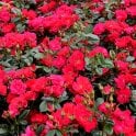 Chewton Rose Potted Rose