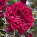 Siluetta Crimson Potted Rose