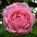 Constance Spry Potted Rose