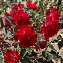 Cramoisi Supérieur Climber (Climbing Rose) Bare Root Rose