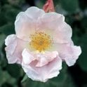 Cupid Bare Root Rose