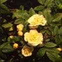 Danae Bare Root Rose