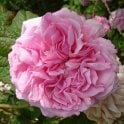 Daphne Potted Rose