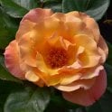 Della Balfour Potted Rose