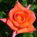 Dawn Chorus Potted Rose