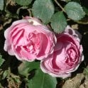 Debutante Bare Root Rose