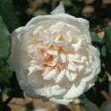 Devoniensis Bare Root Rose