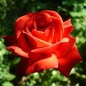 Danse De Feu Potted Rose