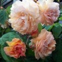 Desprez A Fleurs Jaunes Potted Rose