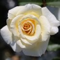 Diamond Days Forever Potted Rose