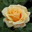 Diamond Jubilee Potted Rose