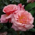 Dixieland Linda Potted Rose