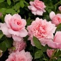 Dunham Massey Potted Rose