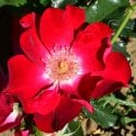 Dortmund Bare Root Rose