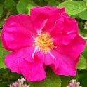 Duchess Of Portland Potted Rose