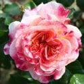 Designer Sunset (Bush) Bare Root Rose