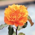 Doris Tysterman Bare Root Rose