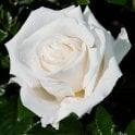 Diamond Wedding Rose Potted Rose