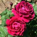 Duke Of Wellington Potted Rose