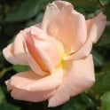 Everest Double Fragrance Potted Rose
