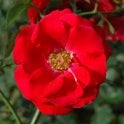 Evelyn Fison Potted Rose
