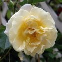 Easlea’s Golden Rambler Potted Rose