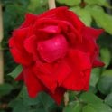 Ena Harkness (Climber) Potted Rose