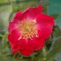 Eddie’s Jewel Bare Root Rose