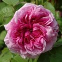 Empress Josephine Potted Rose
