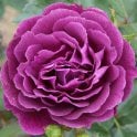 Ebb Tide Potted Rose