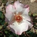 Ellen Willmott Potted Rose