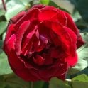 Francis Dubreuil Potted Rose