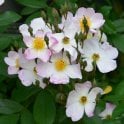 Francis E. Lester Potted Rose