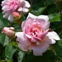 Felicia (Bush) Potted Rose