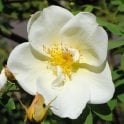 Fruhlings Gold Bare Root Rose