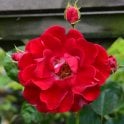 Fiona Potted Rose