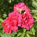 F. J. Grootendorst Bare Root Rose