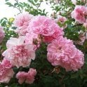 Francois Juranville Potted Rose