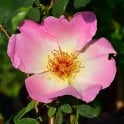 Fruhligs Morgen Bare Root Rose
